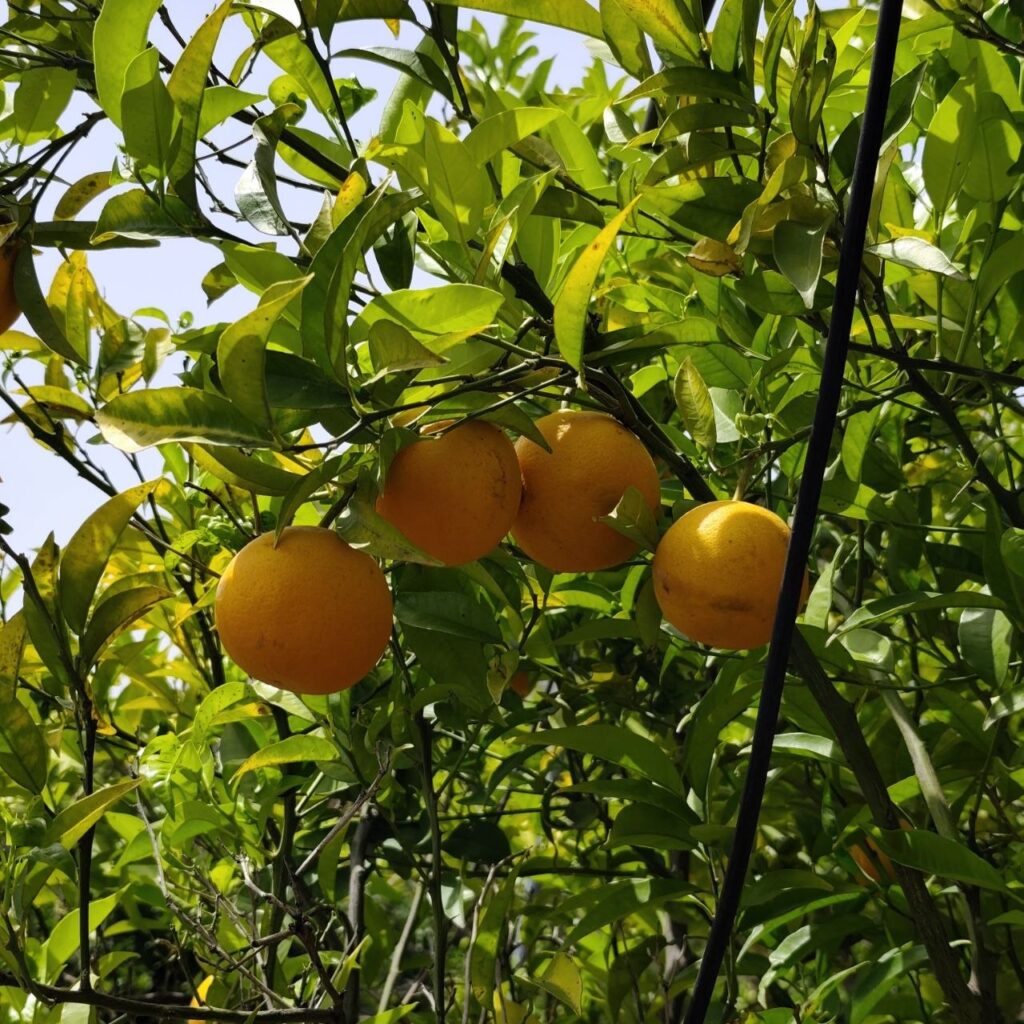 Arance bionde tardive direttamente sugli alberi
