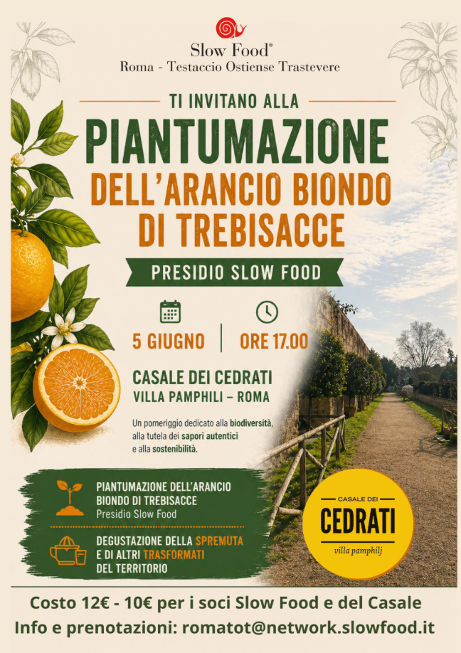 Piantumazione delarancio biondo tardivo di Trebisacce
