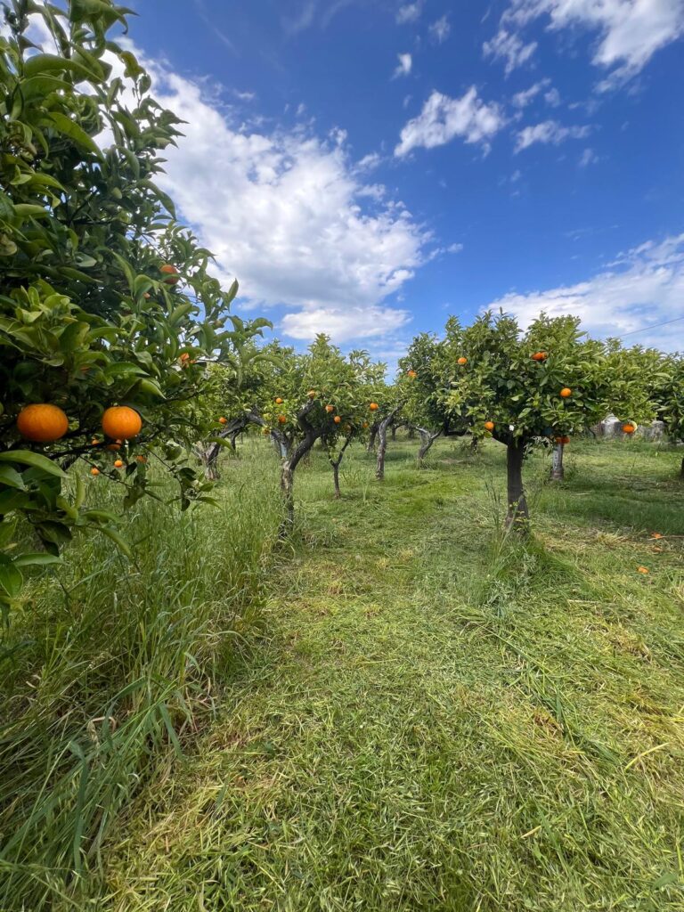 Terreno-della-fam.-Perrone-con-filari-di-alberi-di-biondo-tardivo-di-Trebisacce